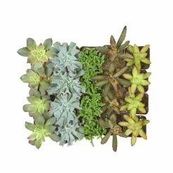ALTMAN PLANTS 2 in. Assorted Mini Succulent (20-Pack)