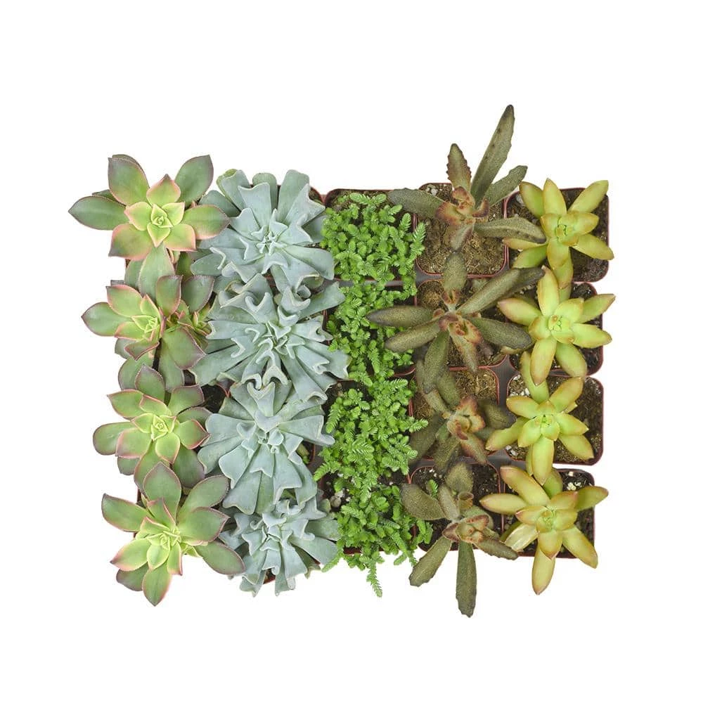 ALTMAN PLANTS 2 in. Assorted Mini Succulent (20-Pack)