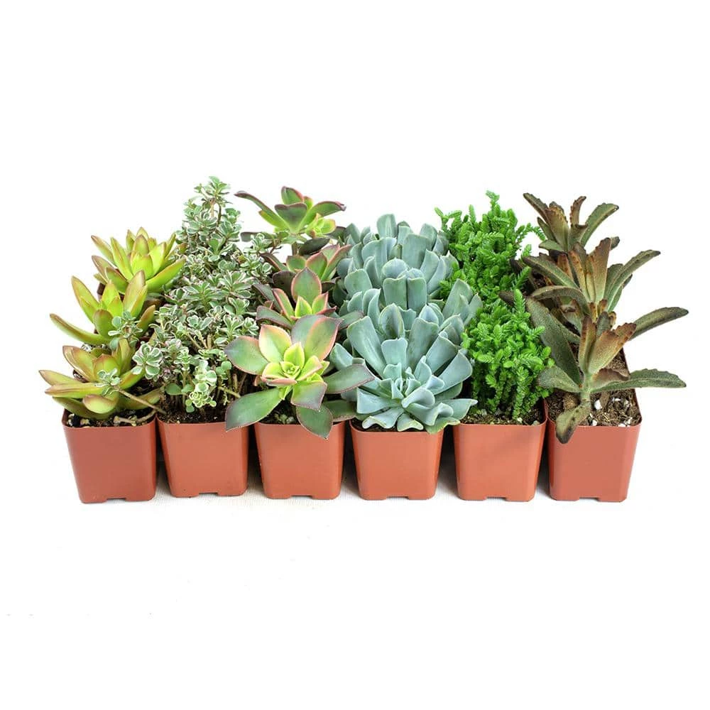 ALTMAN PLANTS 2 in. Assorted Mini Succulent (20-Pack) - Image 2