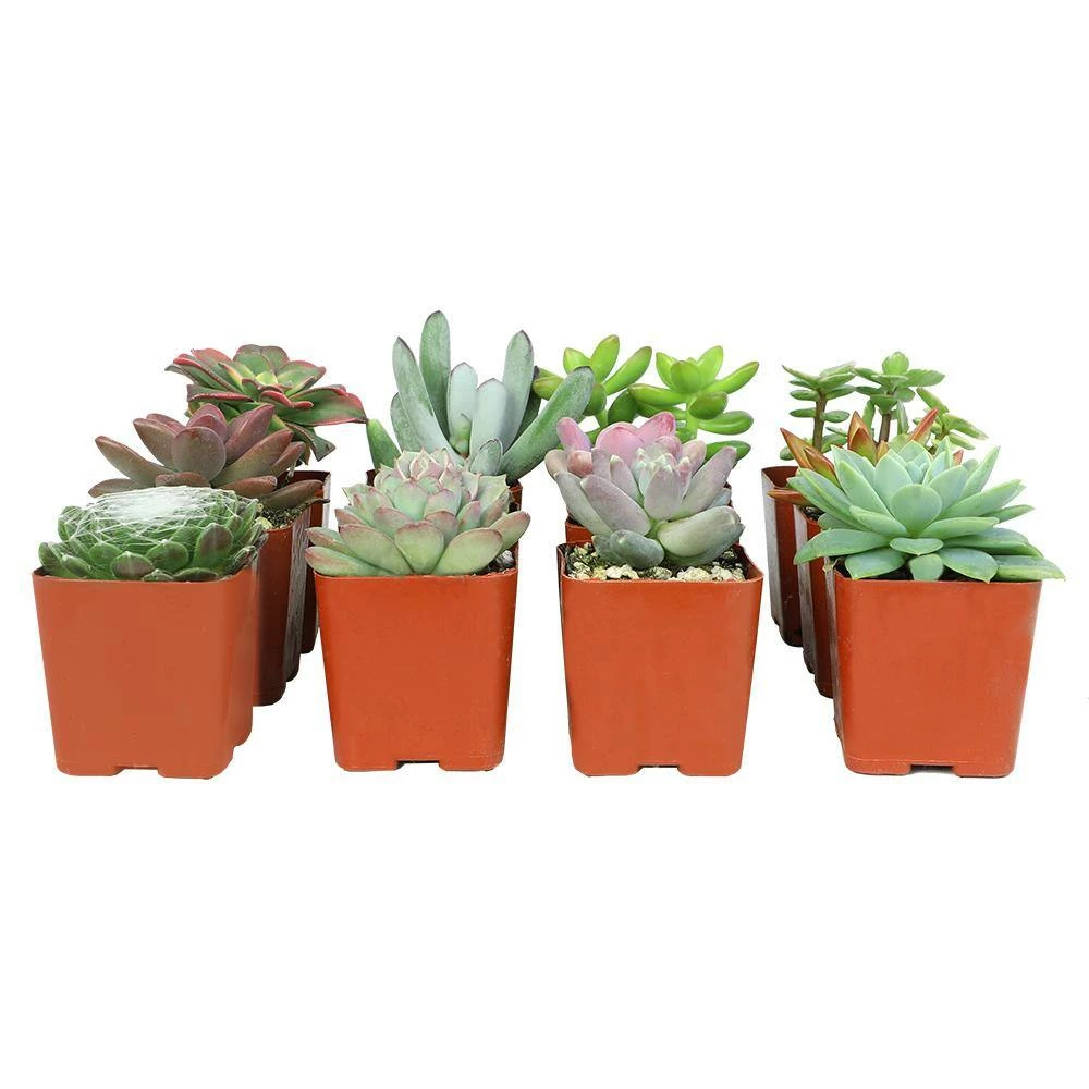 ALTMAN PLANTS Assorted Mini 2 in. Succulent (12-Pack) - Image 3