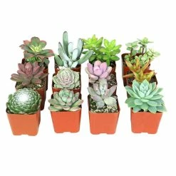 ALTMAN PLANTS Assorted Mini 2 in. Succulent (12-Pack)