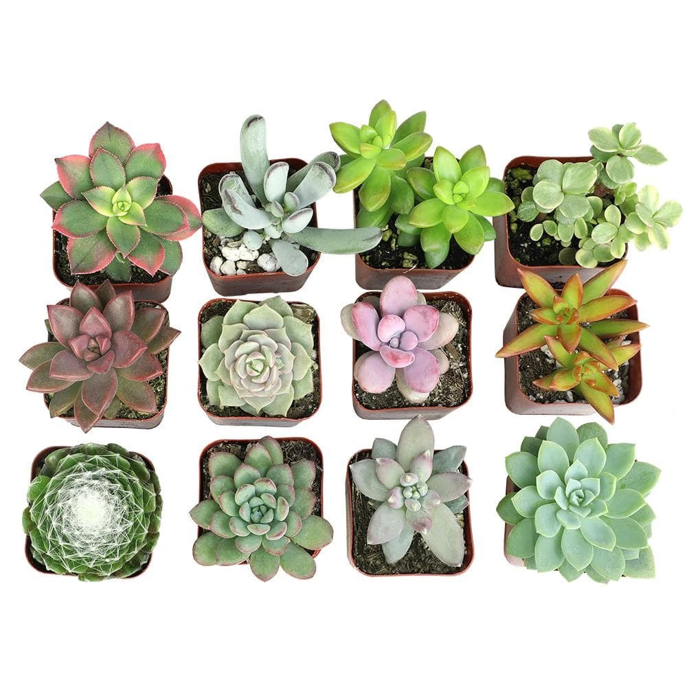 ALTMAN PLANTS Assorted Mini 2 in. Succulent (12-Pack) - Image 2