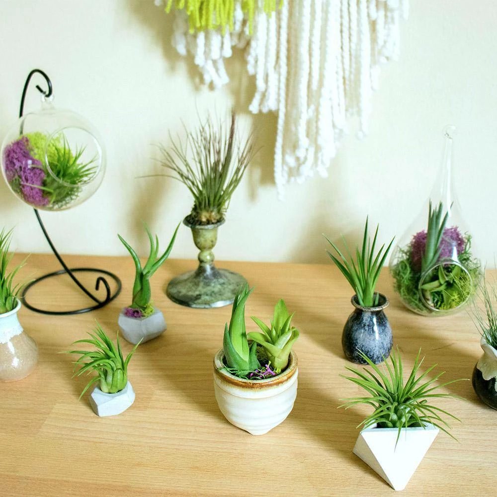 ALTMAN PLANTS Air Plants Assorted Small (12-Pack) - Image 4