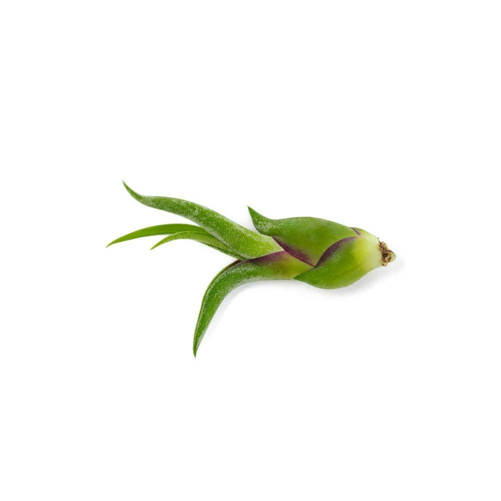 ALTMAN PLANTS Air Plants Assorted Small (12-Pack) - Image 2