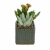 ALTMAN PLANTS 3 in. Black Mini Square Glazed Clay Hobnail Succulent Garden