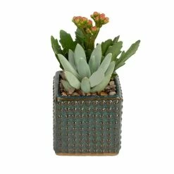 ALTMAN PLANTS 3 in. Black Mini Square Glazed Clay Hobnail Succulent Garden