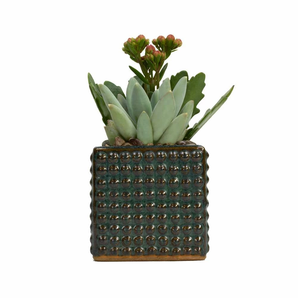 ALTMAN PLANTS 3 in. Black Mini Square Glazed Clay Hobnail Succulent Garden - Image 2