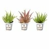 ALTMAN PLANTS 3.5 in. Star Aloe Succulent in Decorative Wrap (3-Pack)