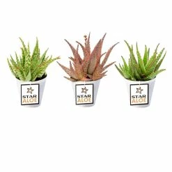 ALTMAN PLANTS 3.5 in. Star Aloe Succulent in Decorative Wrap (3-Pack)