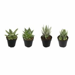 ALTMAN PLANTS Indoor Succulent 2.5 in. Low Light Assorted Haworthia and Gasteria(4-Pack)