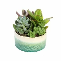 ALTMAN PLANTS 5 in. Blue and White Glazed Stoneware Bowl Succulent Garden