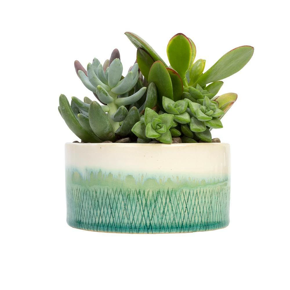 ALTMAN PLANTS 5 in. Blue and White Glazed Stoneware Bowl Succulent Garden - Image 2