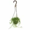 ALTMAN PLANTS 6 in. String of Dolphin Succulent Senecio Peregrinus