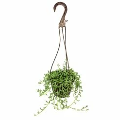 ALTMAN PLANTS 6 in. String of Dolphin Succulent Senecio Peregrinus