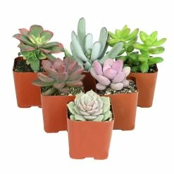 ALTMAN PLANTS Assorted Mini 2 in. Succulent (6-Pack)