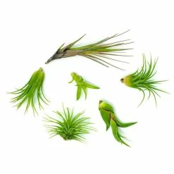 ALTMAN PLANTS Air Plants Assorted (6-Pack)