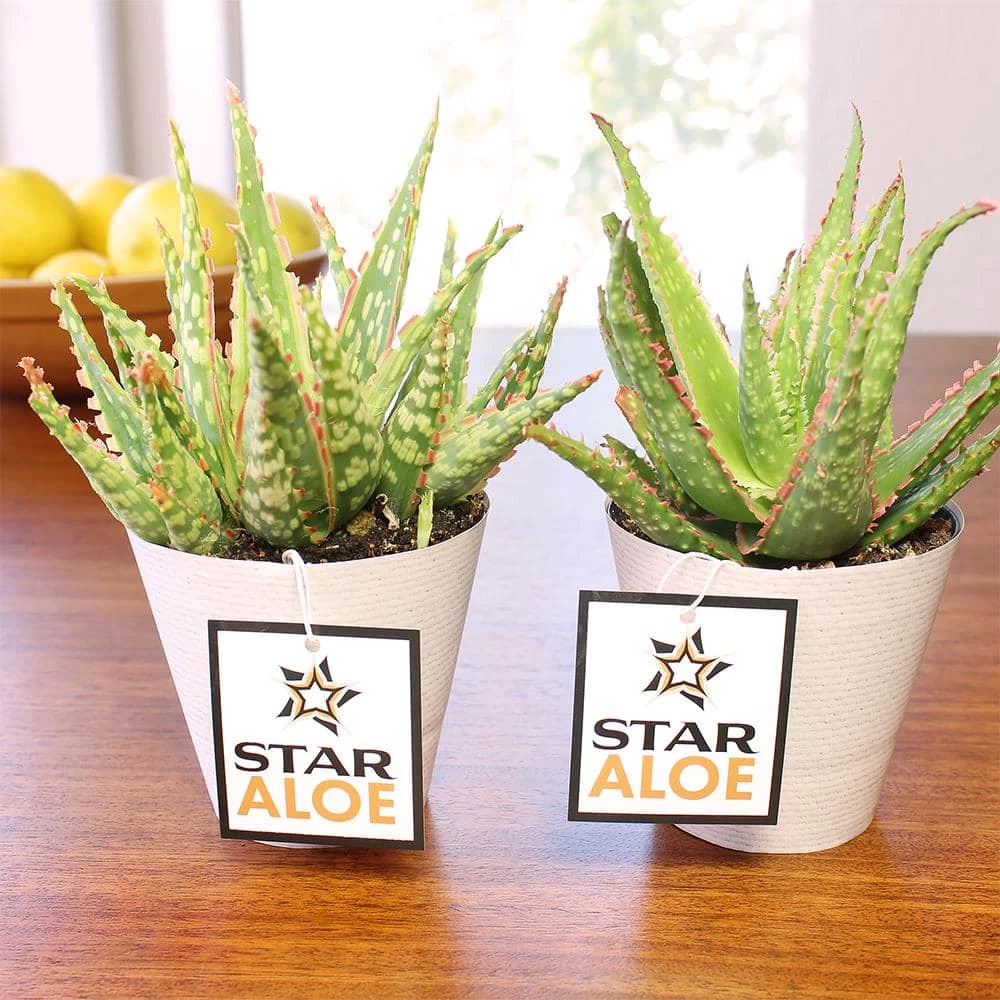 ALTMAN PLANTS 3.5 in. Star Aloe Succulent in Decorative Wrap - Image 4