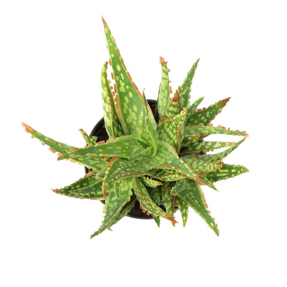 ALTMAN PLANTS 3.5 in. Star Aloe Succulent in Decorative Wrap - Image 3