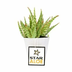 ALTMAN PLANTS 3.5 in. Star Aloe Succulent in Decorative Wrap