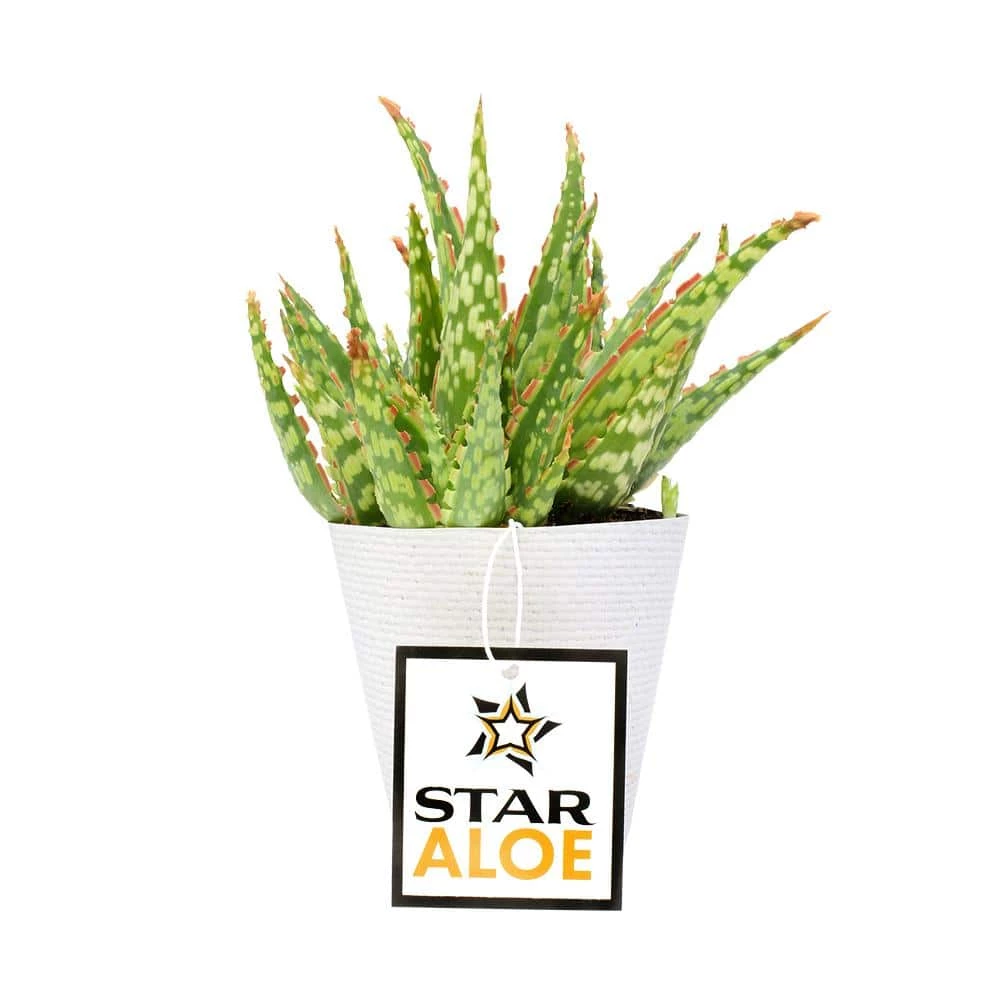 ALTMAN PLANTS 3.5 in. Star Aloe Succulent in Decorative Wrap