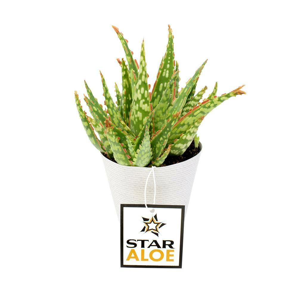 ALTMAN PLANTS 3.5 in. Star Aloe Succulent in Decorative Wrap - Image 2