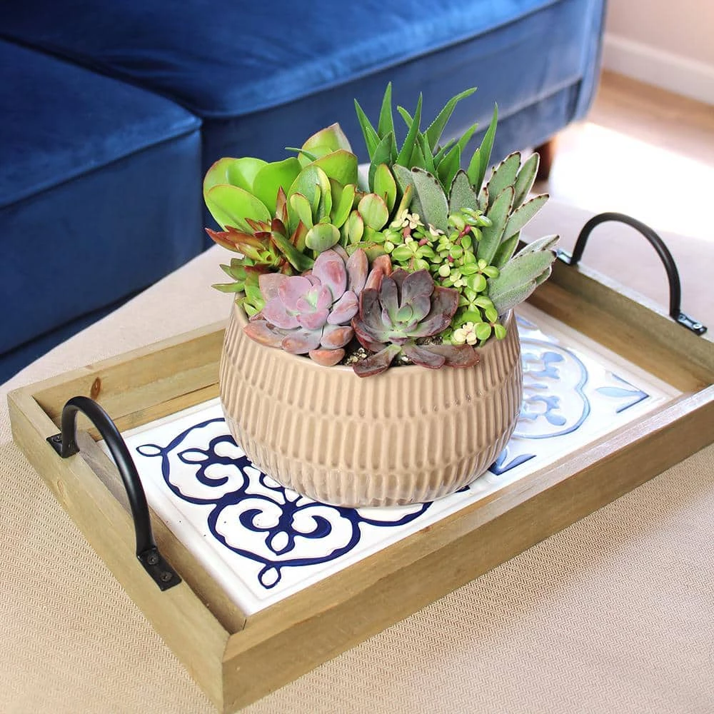 ALTMAN PLANTS Succulent Garden Home Decor 6 in. Glazed Stoneware Bowl Taupe - Image 3