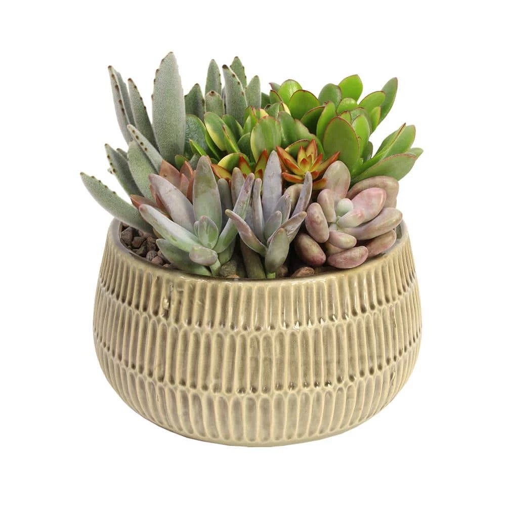 ALTMAN PLANTS Succulent Garden Home Decor 6 in. Glazed Stoneware Bowl Taupe