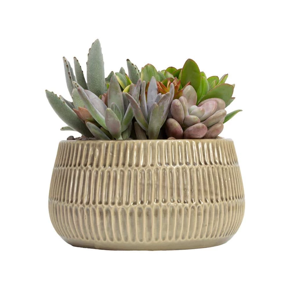 ALTMAN PLANTS Succulent Garden Home Decor 6 in. Glazed Stoneware Bowl Taupe - Image 2