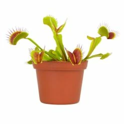 ALTMAN PLANTS 3 in. Venus Fly Trap