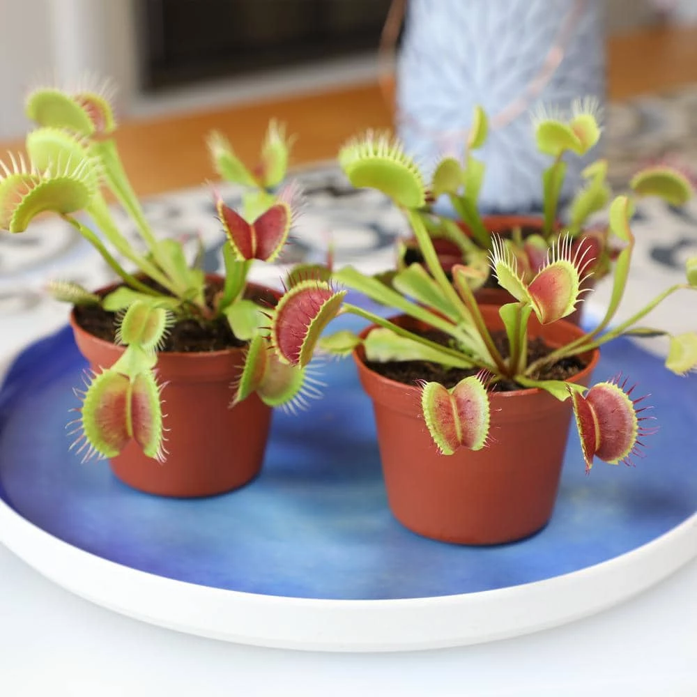 ALTMAN PLANTS 3 in. Venus Fly Trap (3-Pack ) - Image 3