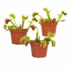 ALTMAN PLANTS 3 in. Venus Fly Trap (3-Pack )