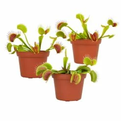 ALTMAN PLANTS 3 in. Venus Fly Trap (3-Pack )
