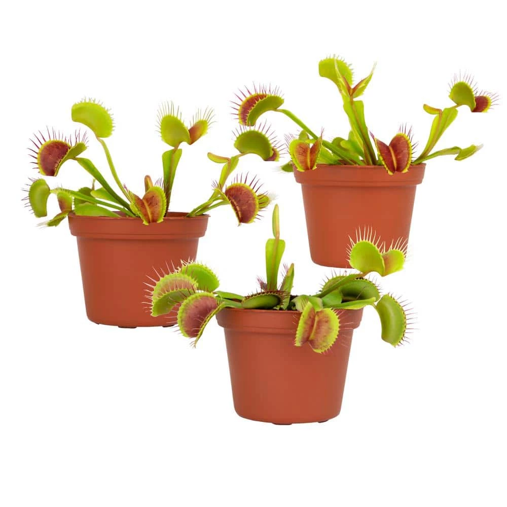 ALTMAN PLANTS 3 in. Venus Fly Trap (3-Pack )
