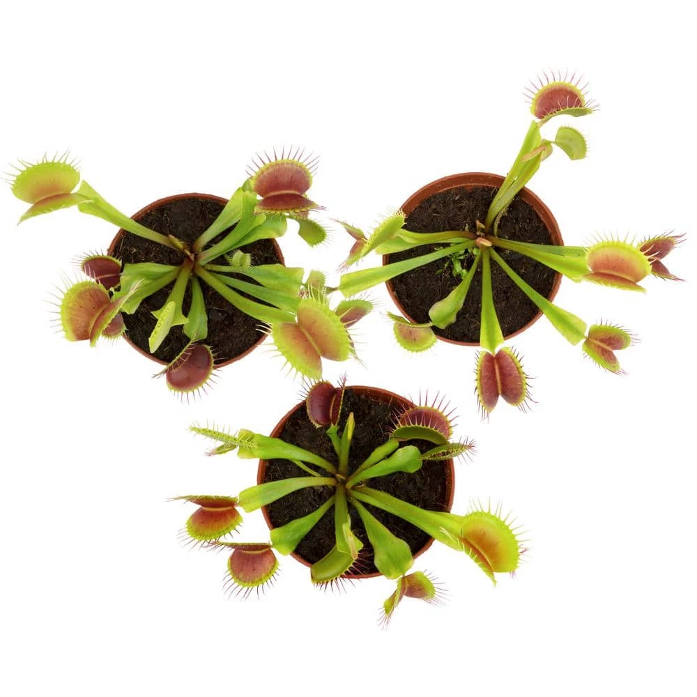 ALTMAN PLANTS 3 in. Venus Fly Trap (3-Pack ) - Image 2