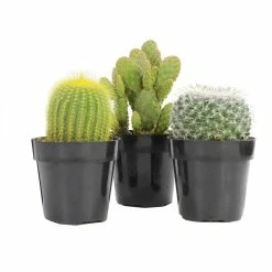 ALTMAN PLANTS 9 cm Assorted Cactus Plant Collection (3-Pack)
