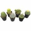 ALTMAN PLANTS 9 cm Assorted Cactus Plant Collection (6-Pack)