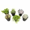 ALTMAN PLANTS 9 cm Assorted Succulent Plant Collection (6-Pack)