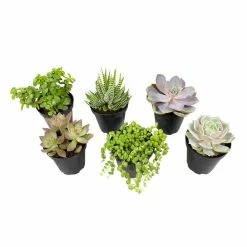 ALTMAN PLANTS 9 cm Assorted Succulent Plant Collection (6-Pack)