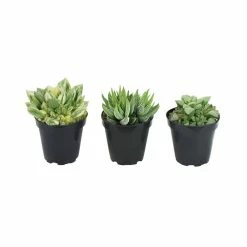 ALTMAN PLANTS 9 cm Haworthia Plant Collection (3-Pack)