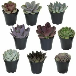 ALTMAN PLANTS 3.5 in. Echeveria Collection (9 PK)