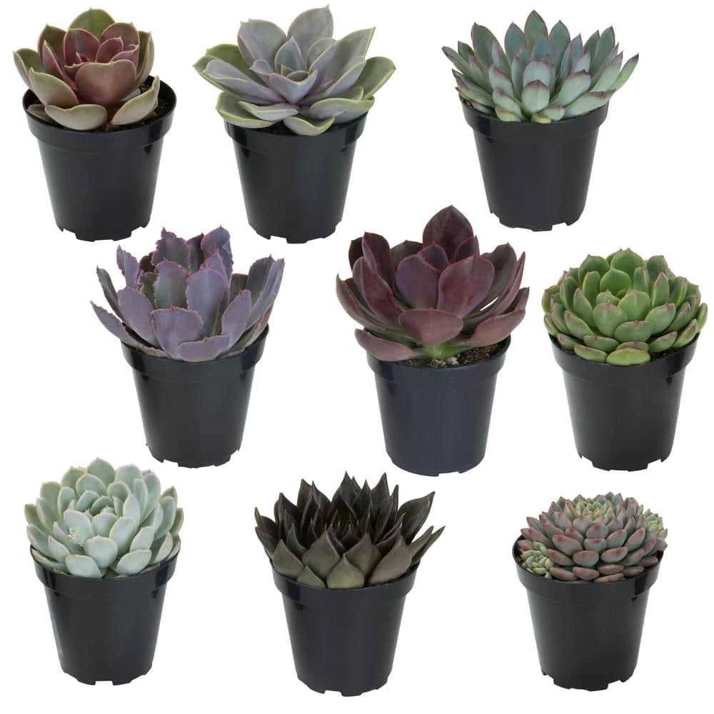 ALTMAN PLANTS 3.5 in. Echeveria Collection (9 PK)