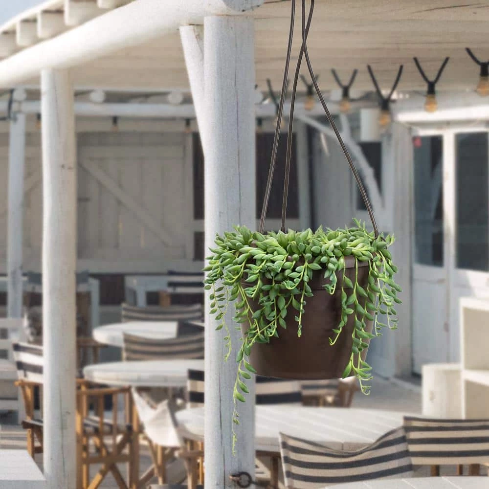 ALTMAN PLANTS 6 in. Senecio Hybrid Raindrops Hanging Basket - Image 4