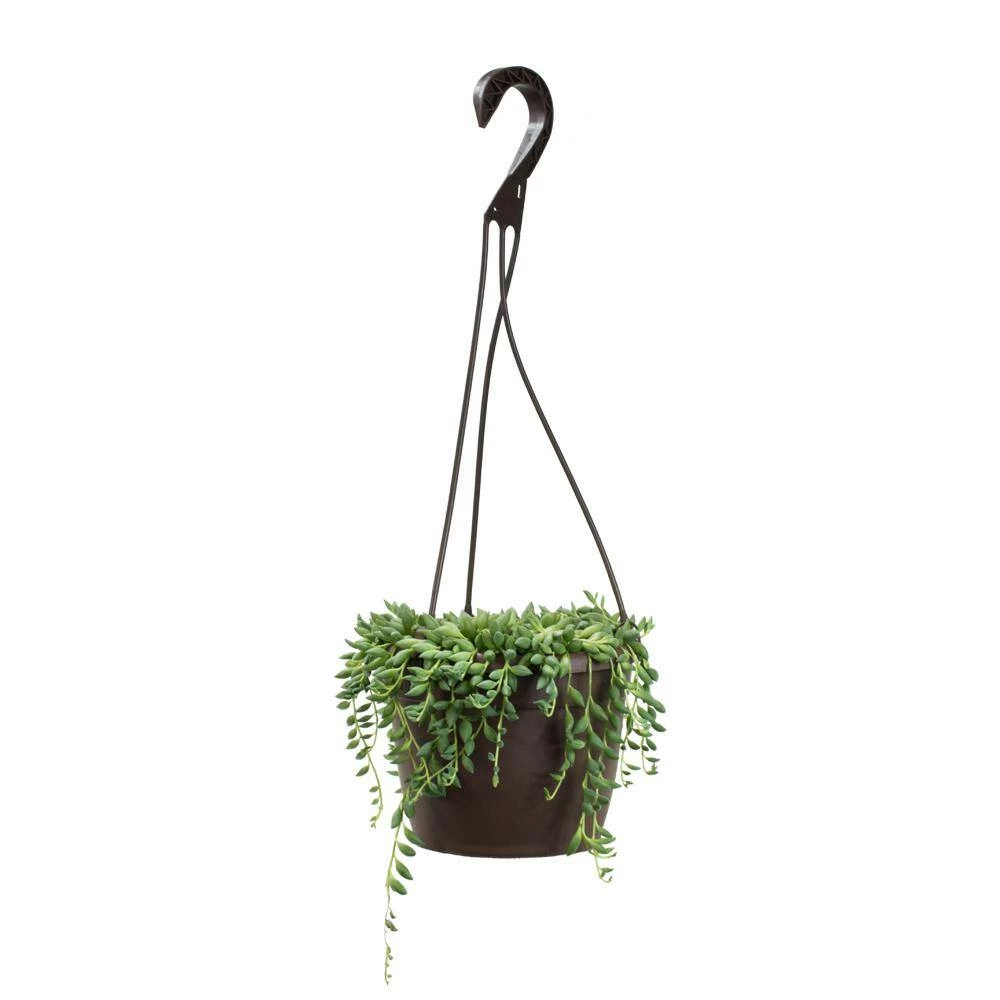 ALTMAN PLANTS 6 in. Senecio Hybrid Raindrops Hanging Basket - Image 3