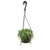 ALTMAN PLANTS 6 in. Senecio Hybrid Raindrops Hanging Basket