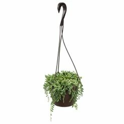 ALTMAN PLANTS 6 in. Senecio Hybrid Raindrops Hanging Basket