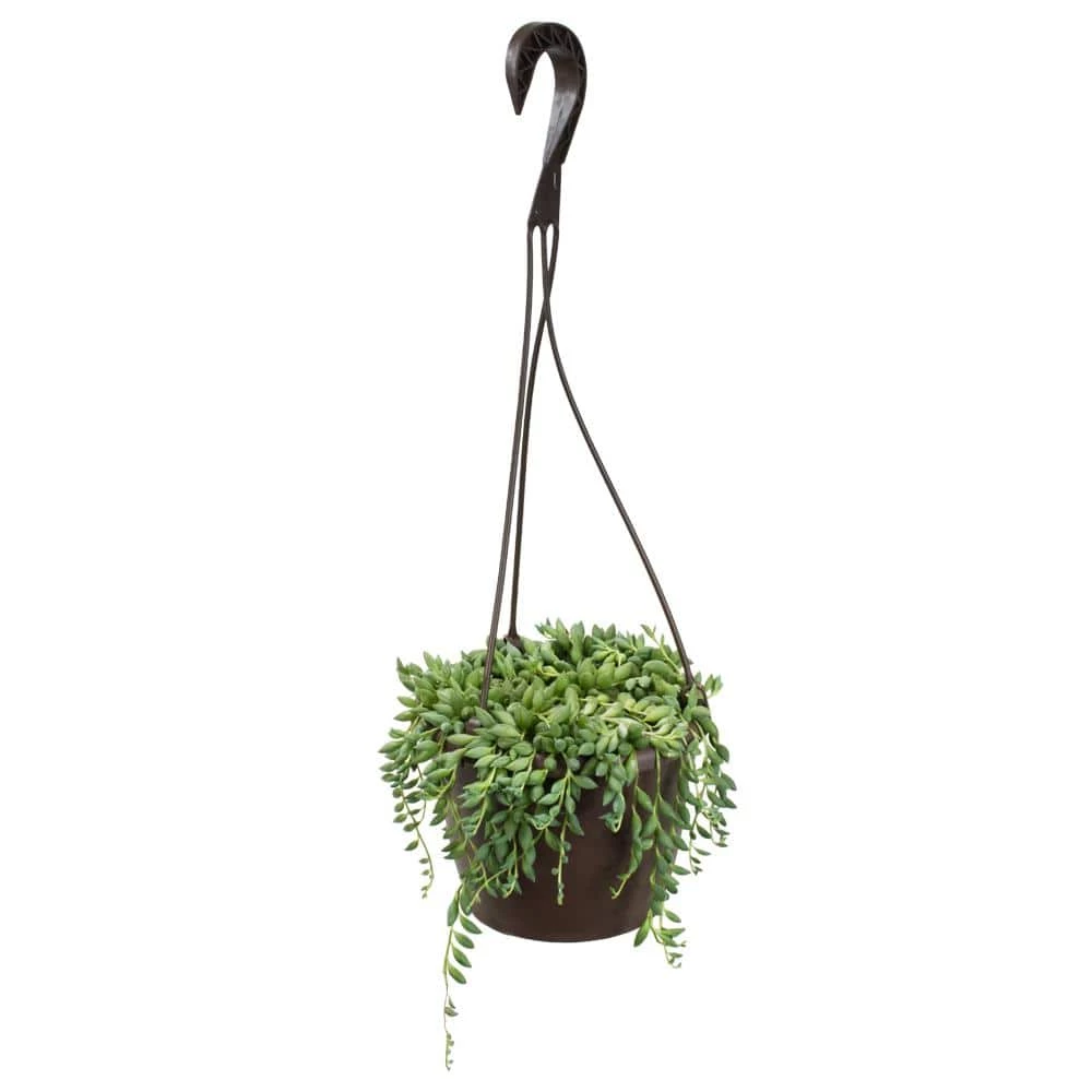 ALTMAN PLANTS 6 in. Senecio Hybrid Raindrops Hanging Basket