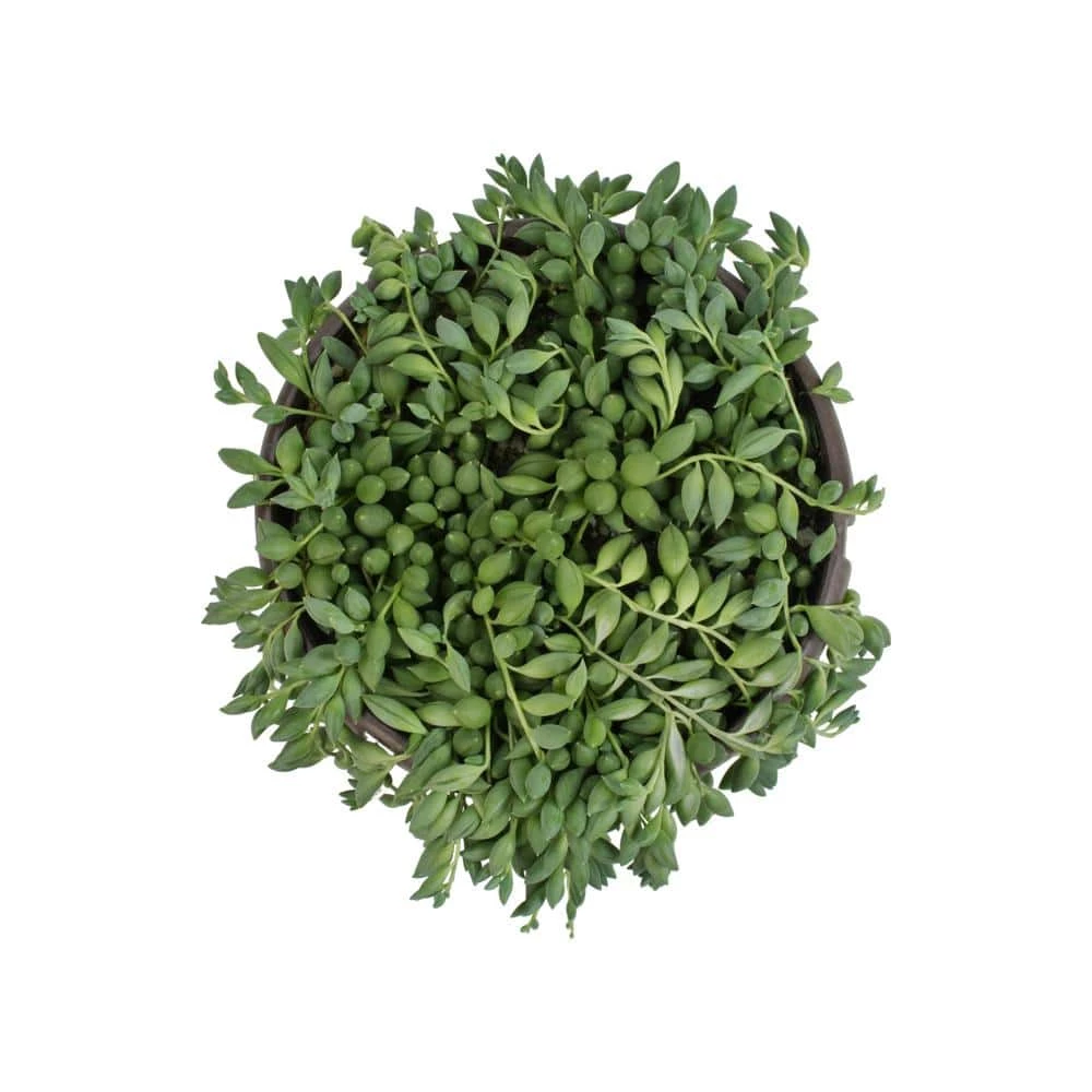 ALTMAN PLANTS 6 in. Senecio Hybrid Raindrops Hanging Basket - Image 2