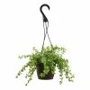 ALTMAN PLANTS 6 in. Portulacaria Afra Prostrata Hanging Basket