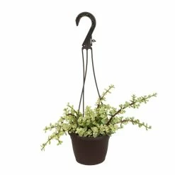 ALTMAN PLANTS 6 in. Portulacaria Afra Variegata Hanging Basket