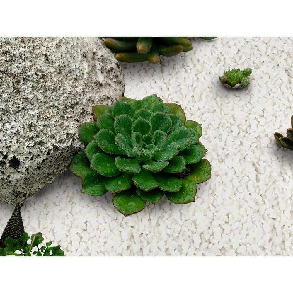 MSI Piedra White 0.20 cu. ft. per Bag (0.2 in. ) Pea Gravel Pebbles Bagged Landscape Rock - Image 7